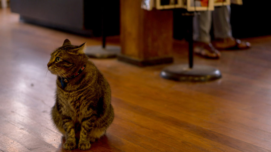 WEB_CAT.jpg